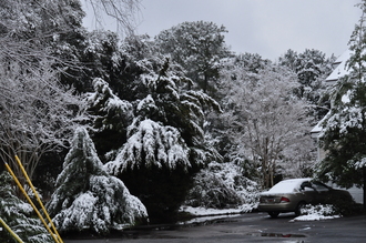 Snowy Morning