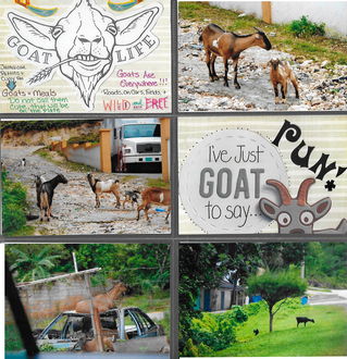 Goat Life- Jamaica
