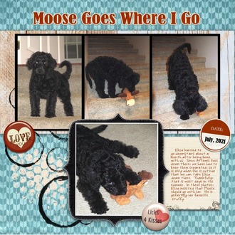 Moose Goes Where I Go