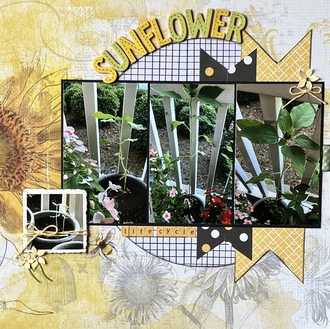 Sunflower (life cycle) 2022