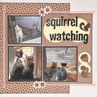 Squirrel Watching