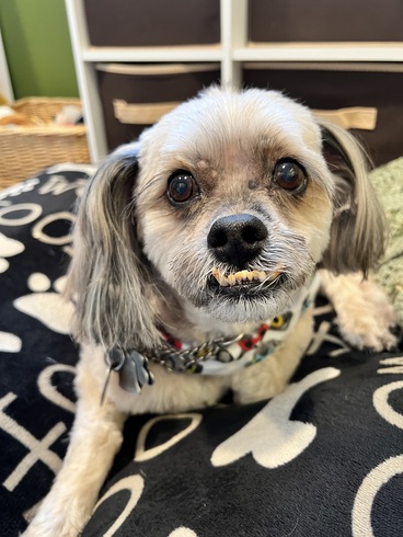 National Pet Day Photos From Cute & Furry Ravens Fans