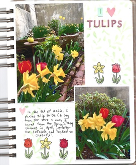 I heart tulips