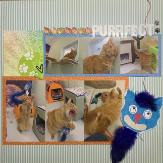 Purrfect