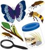 Butterflies & Bugs 3D  Stickers - Jolee's Boutique