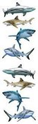 Shark World Stickers - Mrs. Grossmans