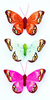 Butterfly Stickers Orange, Lime And Hot Pink With Spots