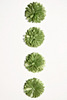 Green Pom Pom Flower Stickers - Fluerettes - Mark Richards