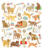 Cats Meow Multi-Colored Stickers
