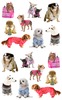 Pampered Dog Stickers - Mrs. Grossmans