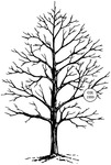 Winter Tree - Judikins Rubber Stamp