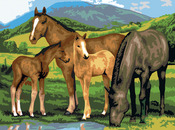 Horse & Foals - Junior Large Paint By Number Kit 15.25"X11.25"