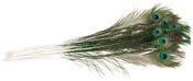 Natural - Peacock Eye Feathers 12/Pkg