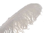 White - Ostrich Plume Feathers 1/Pkg