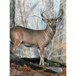 Whitetail Buck - Color Pencil By Number Kit 8.75"X11.75"