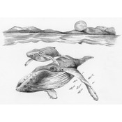 Whales - Sketching Made Easy Mini Kit 5"X7"