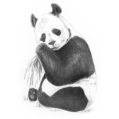 Panda - Sketching Made Easy Mini Kit 5"X7"