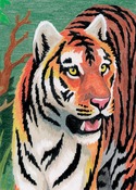 Jungle Tiger - Mini Color Pencil By Number Kit 5"X7"