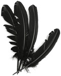 Turkey Quill Feathers 4/Pkg - Black