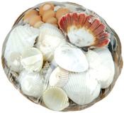 Natural - Sea Shell Basket 6"