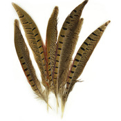 Natural - Ringneck Pheasant Feathers 6/Pkg