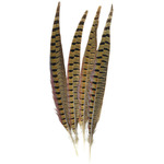 Natural - Ringneck Pheasant Feathers 4/Pkg