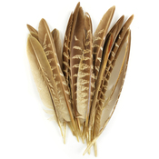 Natural - Pheasant Quill Feathers 18/Pkg