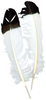 White W/Black Tip - Imitation Eagle Quill Feathers 2/Pkg