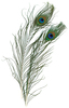 Natural - Peacock Eye Feathers 2/Pkg