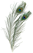 Natural - Peacock Eye Feathers 2/Pkg