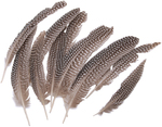 Natural - Goose Fowl Wing Quill Feathers 10/Pkg