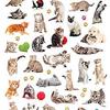 Cats - Paper House Life Organized Micro Stickers