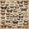 Entomology Paper - Anthology - KaiserCraft