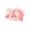 Prima > Fresh Tangerine Fruit Paradise Flowers - Prima: A Cherry On Top