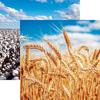 Wheat Paper - In The Field - Reminisce