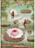 Water Lily A4 Rice Paper - Amazonia - Stamperia