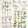 Pressed Petals Paper - Curators Botanical - 49 And Market