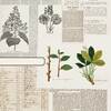 Florilegia Paper - Curators Botanical - 49 And Market
