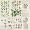 Anthology Paper - Curators Botanical - 49 And Market