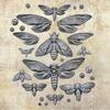 Nocturnal Insects Decor Moulds - Finnabair