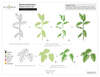 Botanical Illustrations Layering Stencil Set (4 in 1) - Altenew
