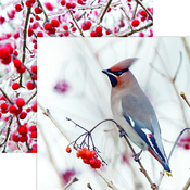 Birds & Berries Paper - Winter Canvas - Reminisce
