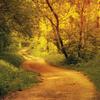 Nature Trek Paper - Pathways - Reminisce