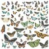 Vintage Artistry Nature Study Wings Cut Outs - 49 and Market