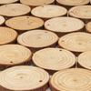 Wood Cutout Slices Set - Arteza