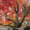 Autumn Colors Paper - Simply Autumn - Reminisce
