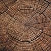 Wood Paper - The Guys - Reminisce - PRE ORDER