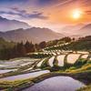 Rice Fields Paper - Japan - Reminisce - PRE ORDER