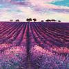 Purple Fields Paper - Nature's Reflection - Reminisce - PRE ORDER